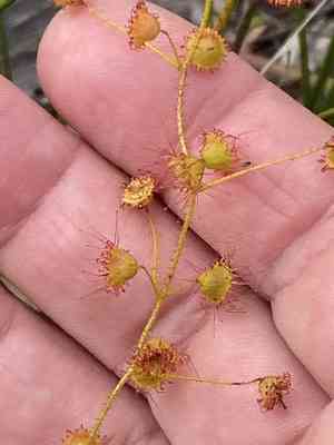 Bridal rainbow(Drosera macrantha)