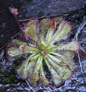 Spoon-leaved sundew(Drosera spatulata)