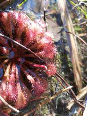 Spoon-leaved sundew(Drosera spatulata)