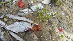 Spoon-leaved sundew(Drosera spatulata)