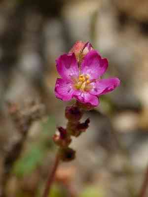 Spoon-leaved sundew(Drosera spatulata)