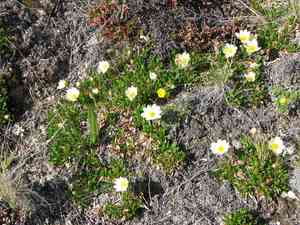Entireleaf mountain-avens(Dryas integrifolia)