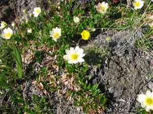 Entireleaf mountain-avens(Dryas integrifolia)