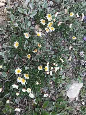 Entireleaf mountain-avens(Dryas integrifolia)