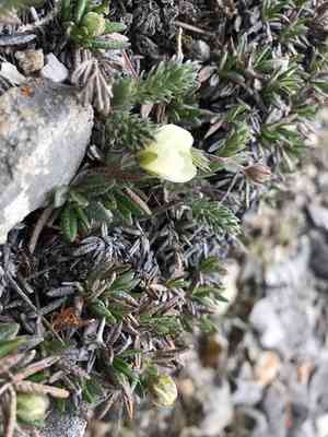 Entireleaf mountain-avens(Dryas integrifolia)