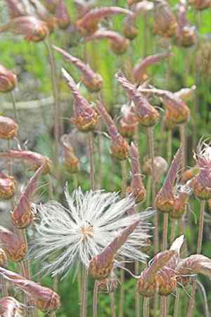 Mountain avens (Dryas)(Dryas)