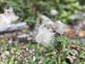 Mountain avens (Dryas)(Dryas)