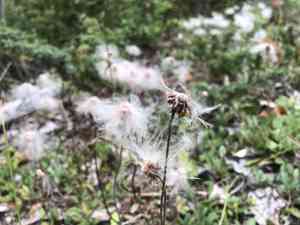 Mountain avens (Dryas)(Dryas)