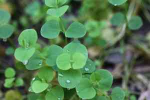 Tropical chickweed(Drymaria cordata)