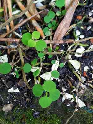 Tropical chickweed(Drymaria cordata)