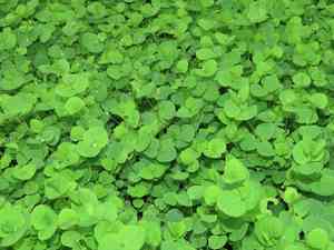 Tropical chickweed(Drymaria cordata)
