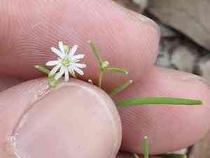 Slimleaf drymary(Drymaria molluginea)