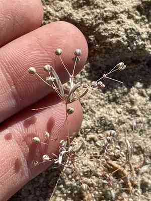 Slimleaf drymary(Drymaria molluginea)