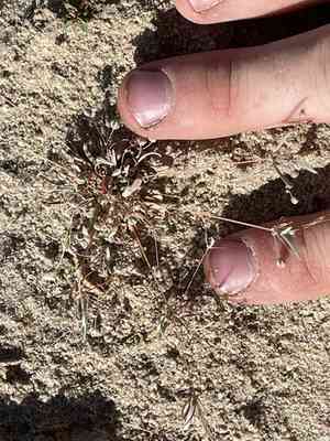 Slimleaf drymary(Drymaria molluginea)