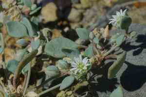 Thickleaf drymary(Drymaria pachyphylla)