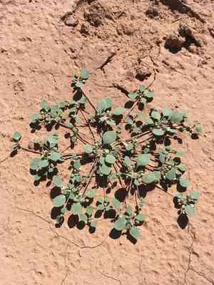 Thickleaf drymary(Drymaria pachyphylla)