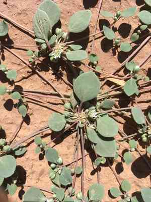 Thickleaf drymary(Drymaria pachyphylla)