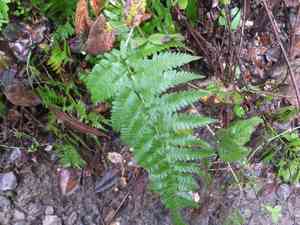 Coastal woodfern(Dryopteris arguta)