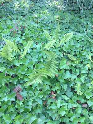 Coastal woodfern(Dryopteris arguta)