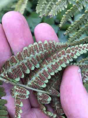 Coastal woodfern(Dryopteris arguta)