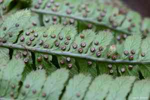 Coastal woodfern(Dryopteris arguta)