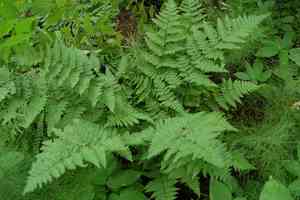 Spinulose woodfern(Dryopteris carthusiana)