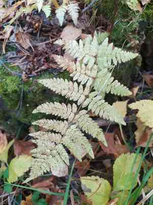 Spinulose woodfern(Dryopteris carthusiana)