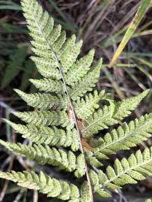 Spinulose woodfern(Dryopteris carthusiana)