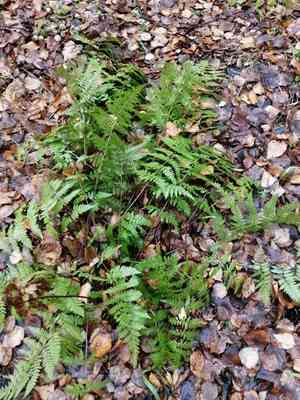 Spinulose woodfern(Dryopteris carthusiana)