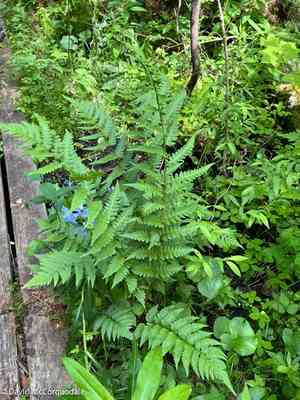 Clinton's wood fern(Dryopteris clintoniana)