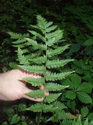 Clinton's wood fern(Dryopteris clintoniana)