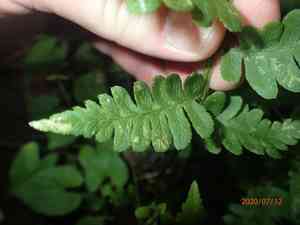 Clinton's wood fern(Dryopteris clintoniana)