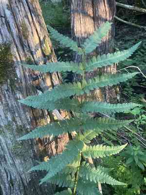Clinton's wood fern(Dryopteris clintoniana)