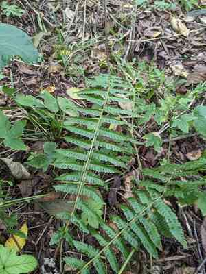 Thick-stemmed woodfern(Dryopteris crassirhizoma)