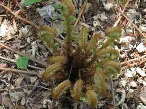 Thick-stemmed woodfern(Dryopteris crassirhizoma)