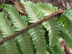 Thick-stemmed woodfern(Dryopteris crassirhizoma)