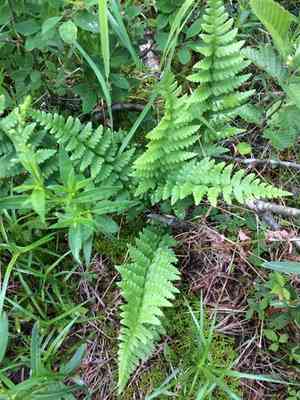 Crested woodfern(Dryopteris cristata)