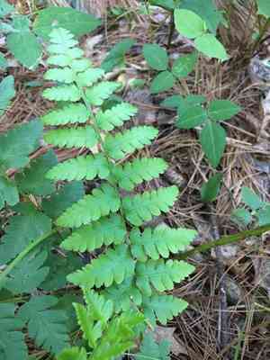 Crested woodfern(Dryopteris cristata)