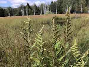 Crested woodfern(Dryopteris cristata)