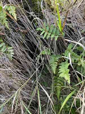 Crested woodfern(Dryopteris cristata)