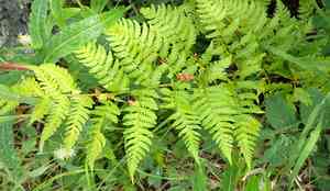 Spreading woodfern(Dryopteris expansa)