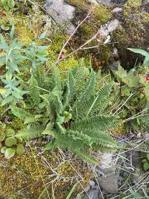 Fragrant wood fern(Dryopteris fragrans)