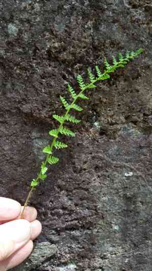 Fragrant wood fern(Dryopteris fragrans)