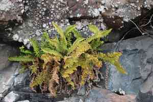 Fragrant wood fern(Dryopteris fragrans)