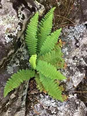 Fragrant wood fern(Dryopteris fragrans)