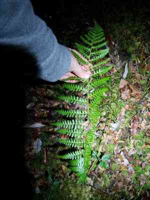Southern wood fern(Dryopteris ludoviciana)