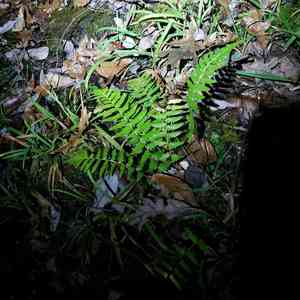 Southern wood fern(Dryopteris ludoviciana)
