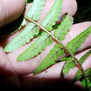 Southern wood fern(Dryopteris ludoviciana)