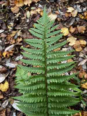 Southern wood fern(Dryopteris ludoviciana)
