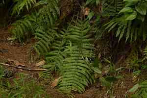 Alpine wood fern(Dryopteris wallichiana)